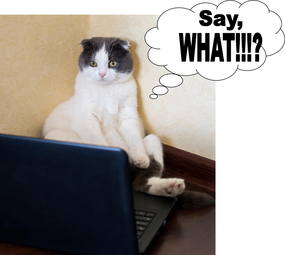cat looking astonished at computer screen